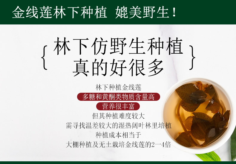 金線蓮林下種植 媲美野生！