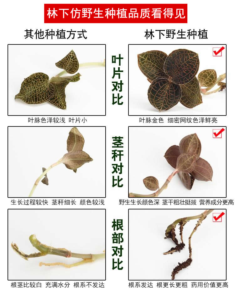 <a href=http://www.lygziyao.com/ target='_blank'>金線蓮</a>林下種植