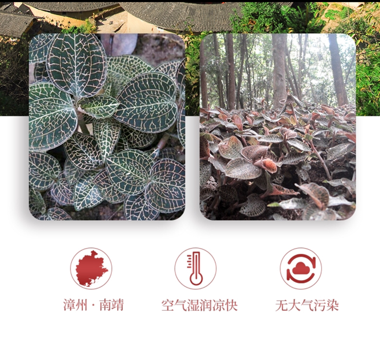 <a href=http://www.lygziyao.com/ target='_blank'>金線蓮</a>干品 50克10管 禮盒裝